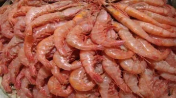 قشر البياض بـ 300 جنيه.. تحركات جديدة في أسعار الأسماك داخل الأسواق المصرية